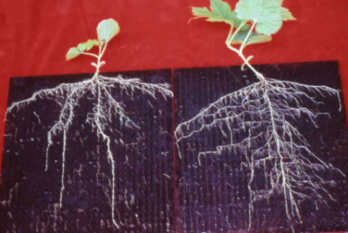 土壤添加木黴菌